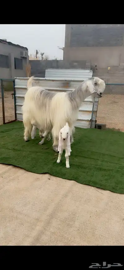 عنز شامية جرم فاخر تحتها اثنين index