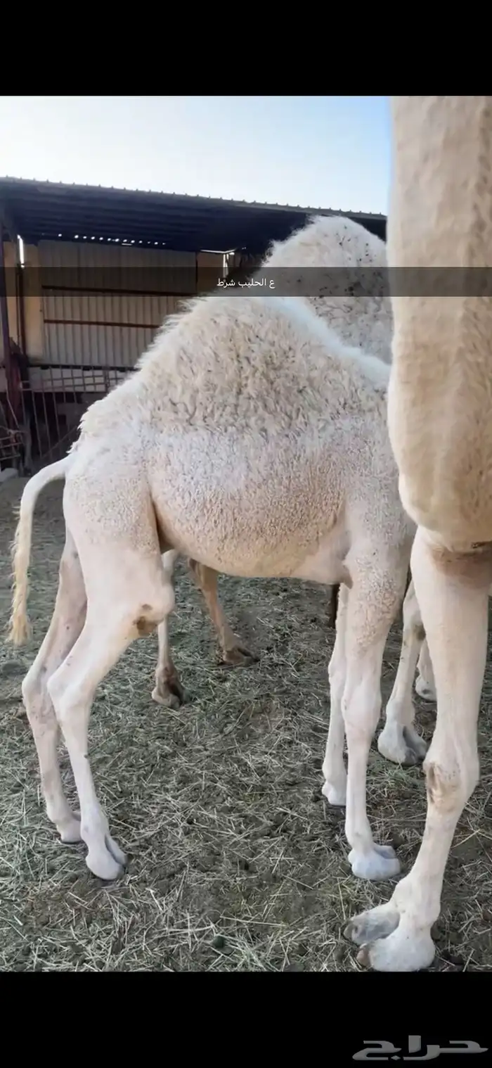 لباني شرط وتحدي مضمون ف الصحن 1