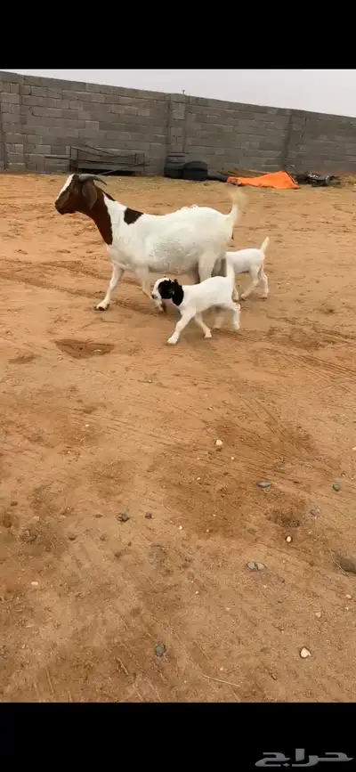 عنز بورقت بيور متوم index