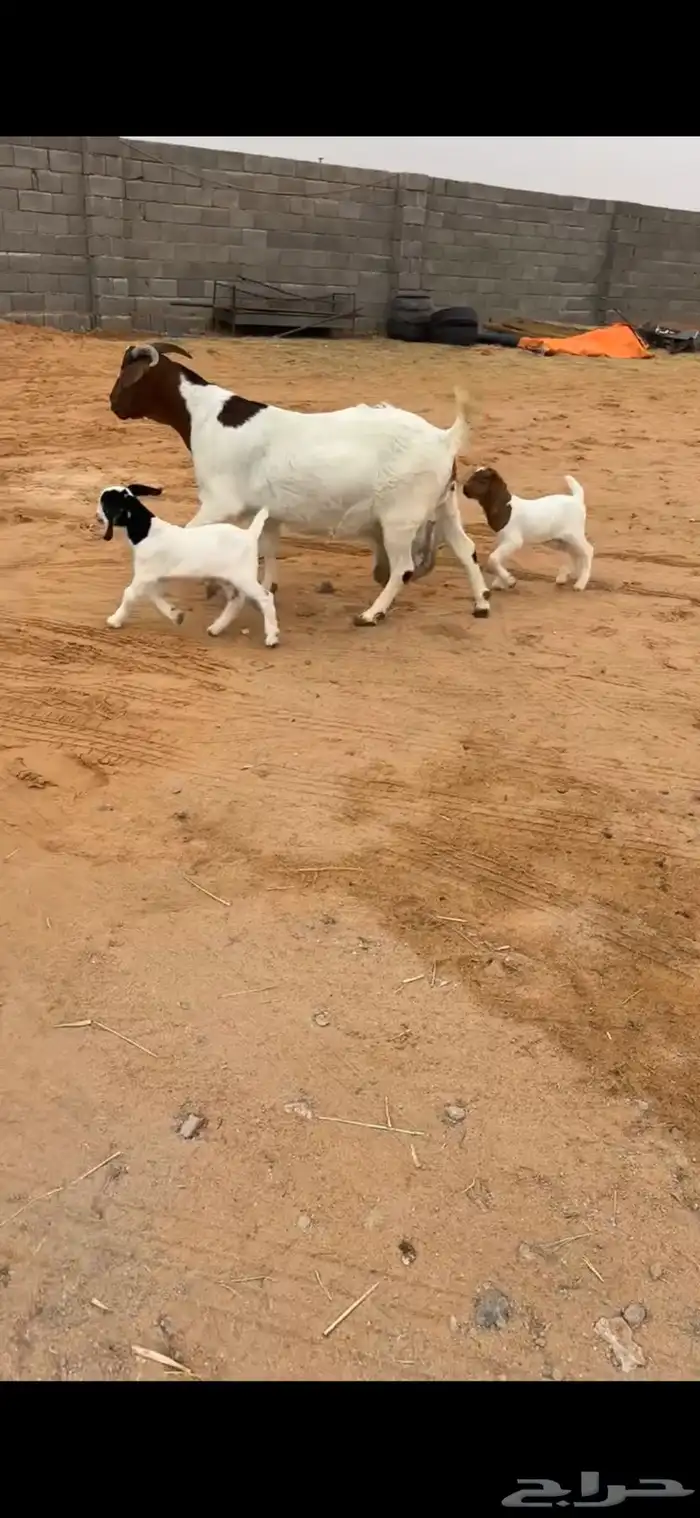 عنز بورقت بيور متوم 2