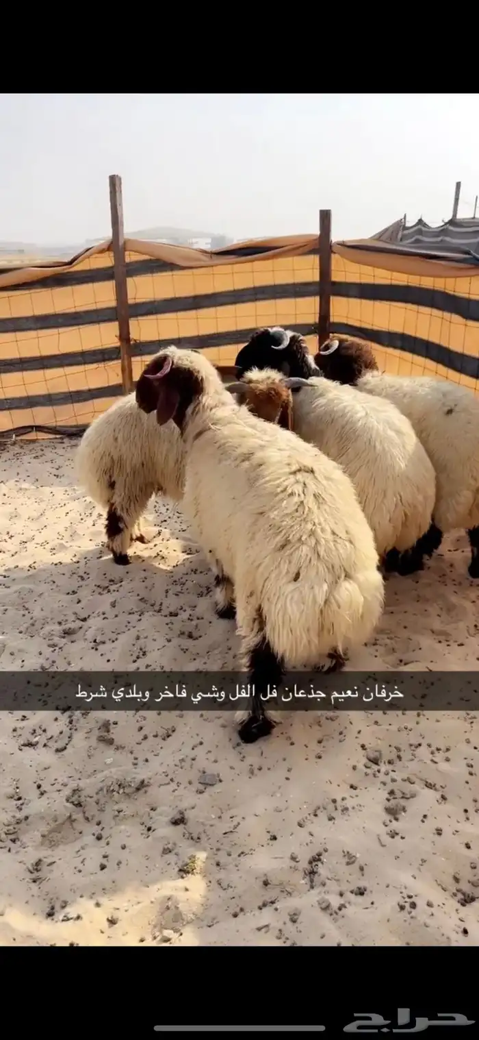 خرفان نعيم جذعان 3