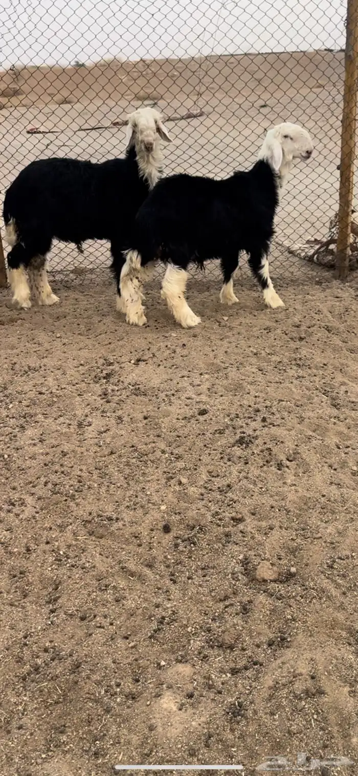 طليان طيبه نجد 2