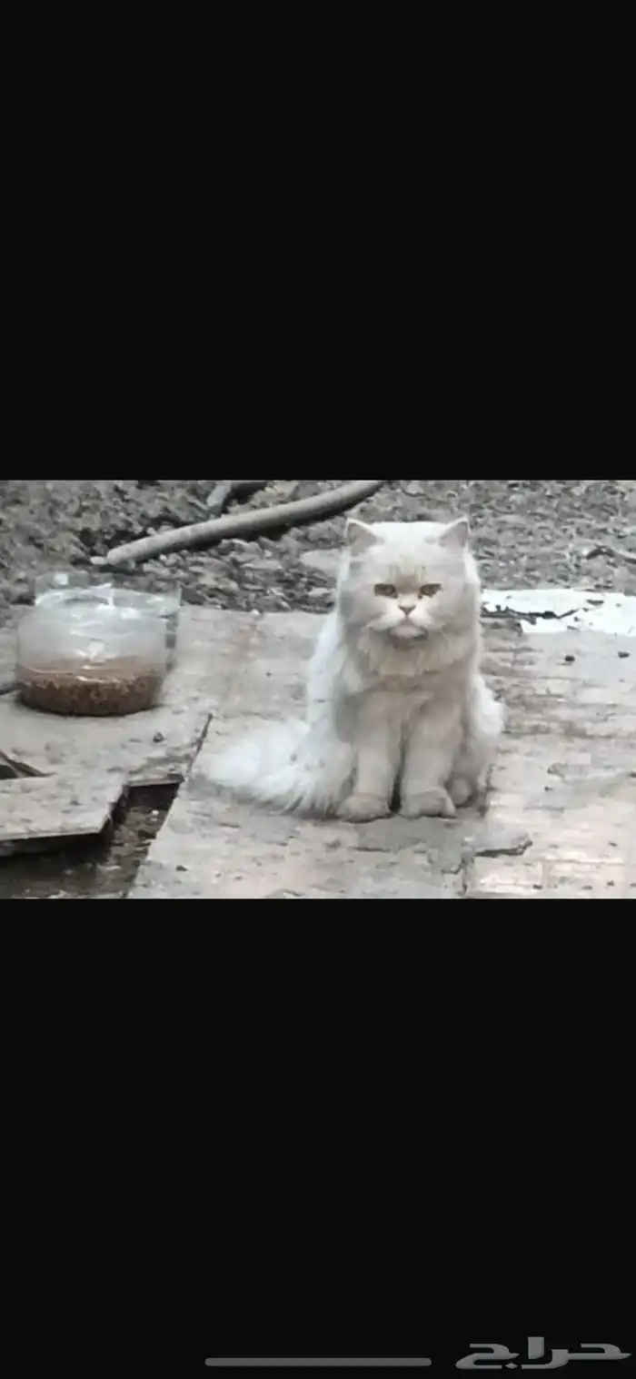 قطه ضايعه الدوحه الجنوبيه 0