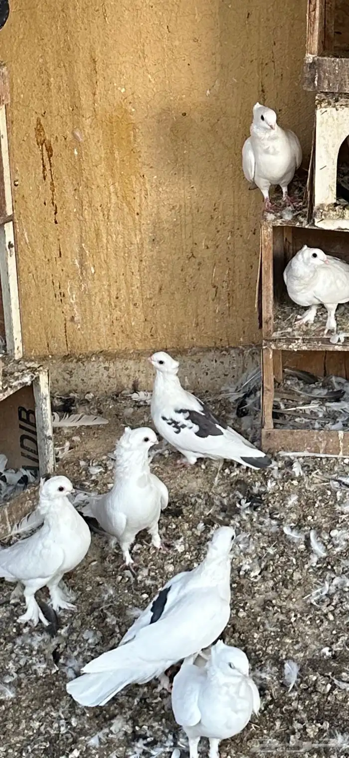 حمام رماني ابيض صك ومكاتيف 3