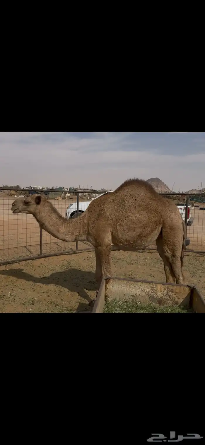 بكرة عمره سنتين للبيع 0