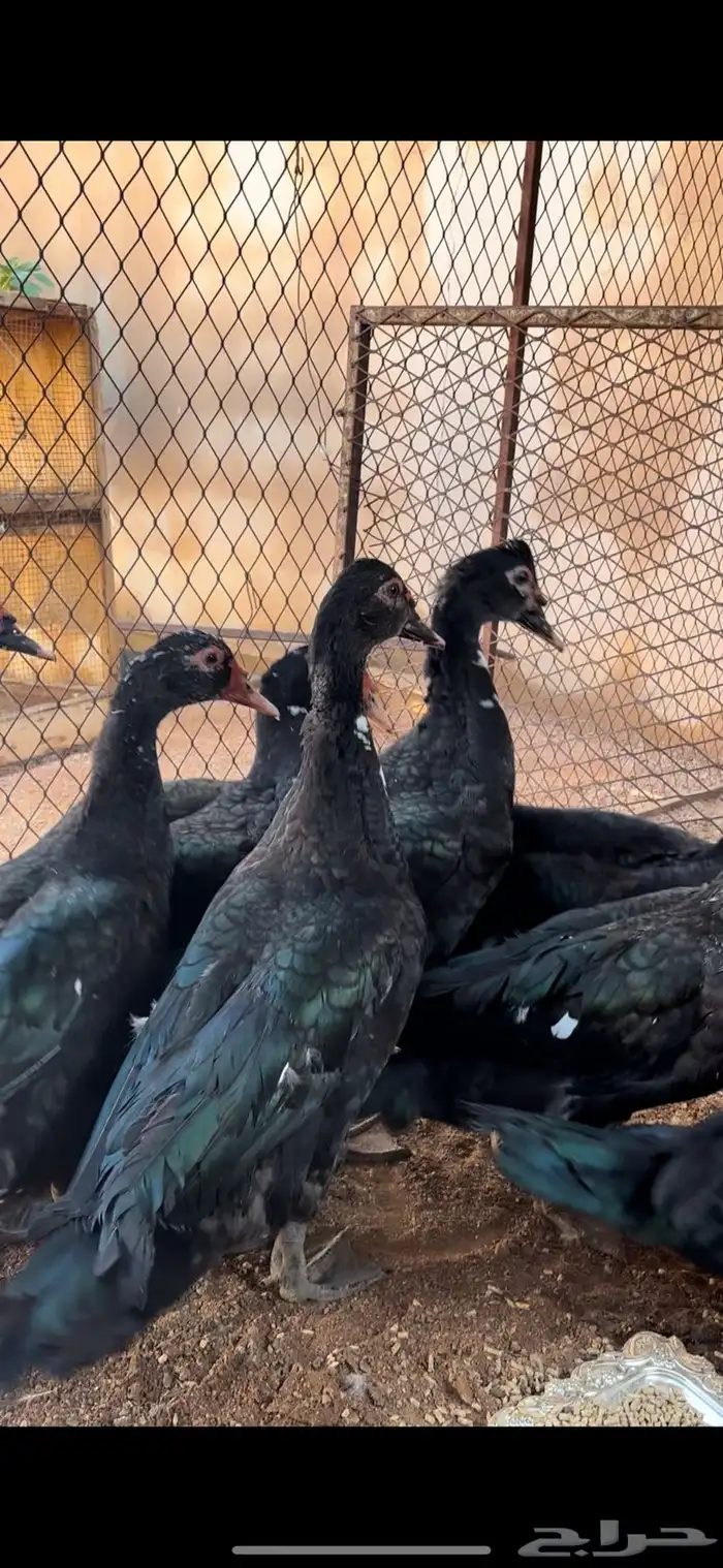 ذكور بط سوداني 2