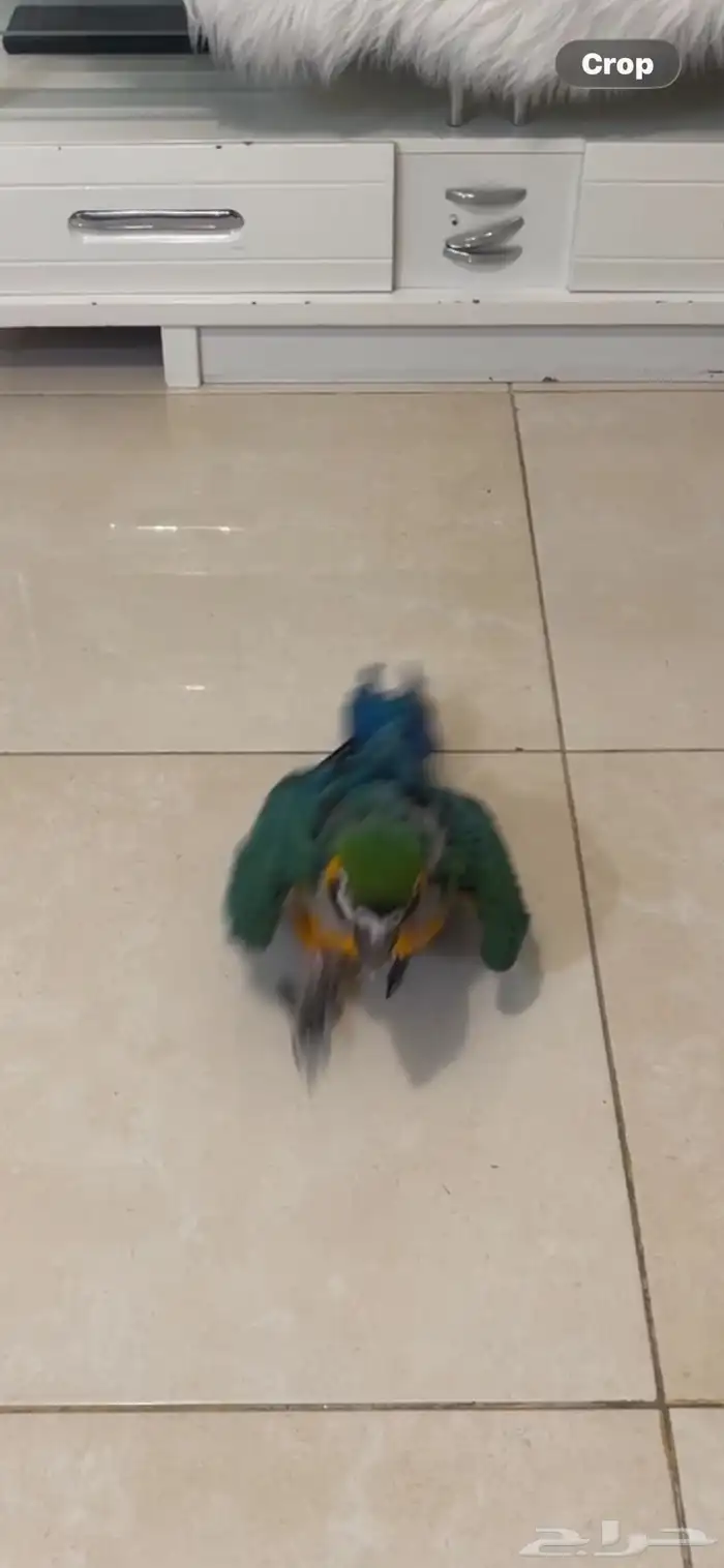 لأهل التمييز والنوادر والهدد فرخ مكاو هارلي قولد 7