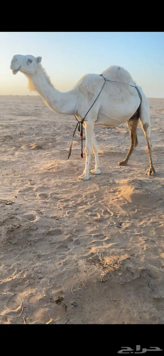 لقحه ثنو كفو 1