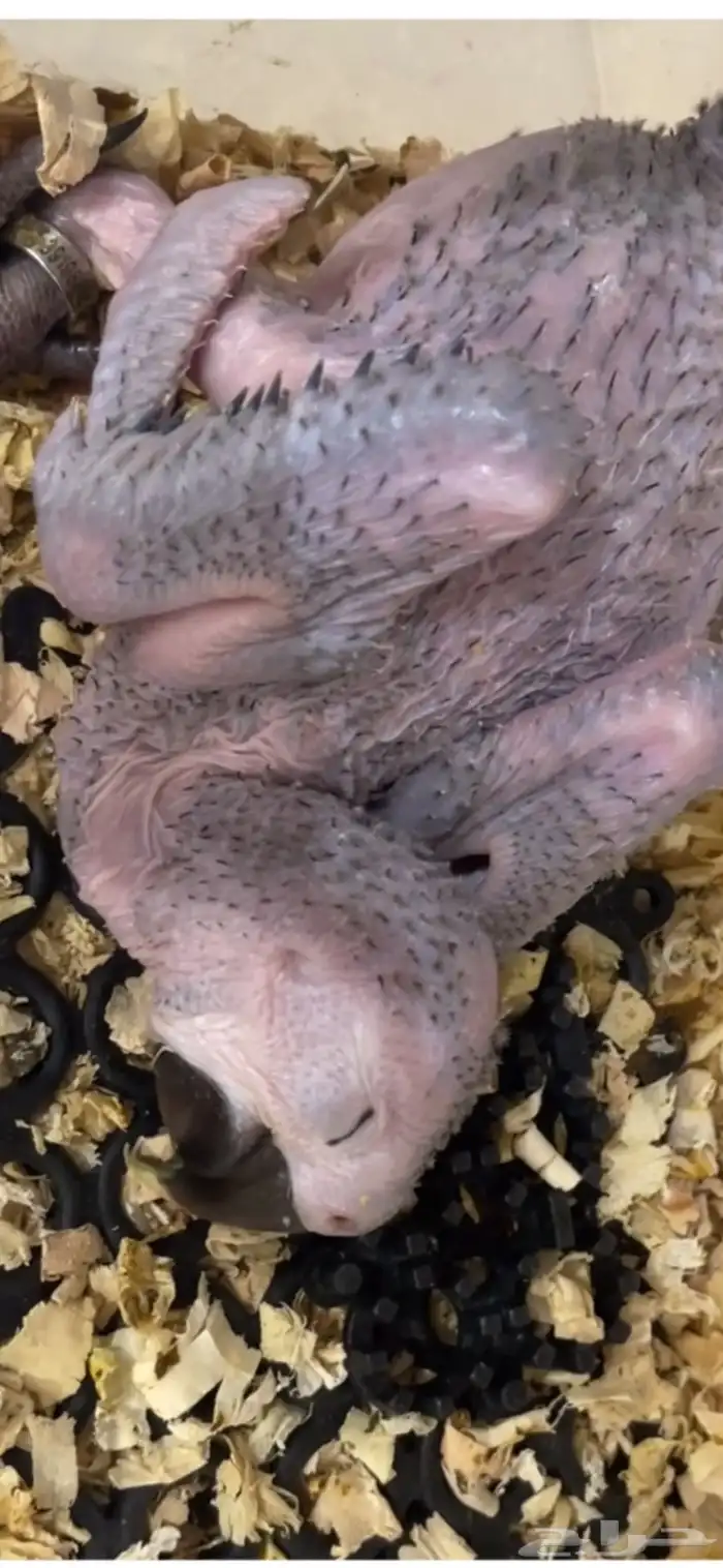 لأهل التمييز والنوادر والهدد فرخ مكاو هارلي قولد 14