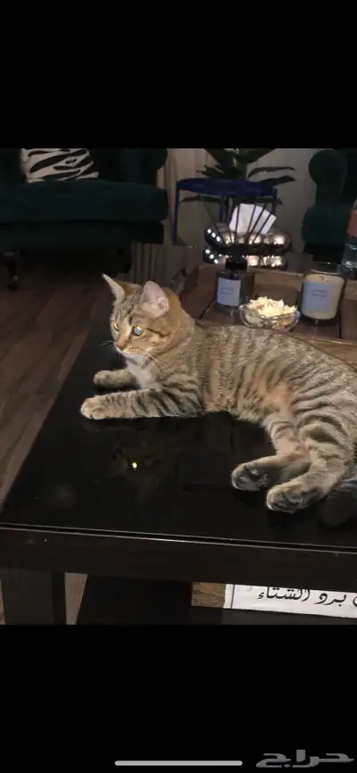 قطة لتبني عمرها 5 شهور هادية و سليمة من الامرض واهم شي م 0