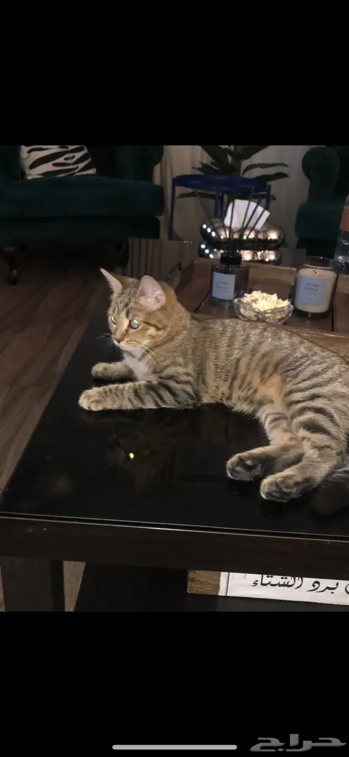 قطة لتبني عمرها 5 شهور هادية و سليمة من الامرض واهم شي م 0