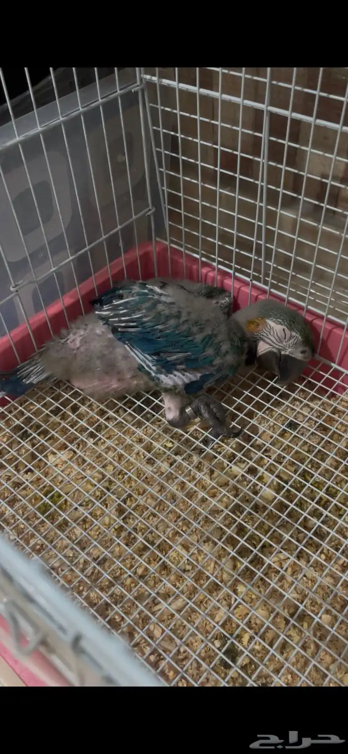 لأهل التمييز والنوادر والهدد فرخ مكاو هارلي قولد 12