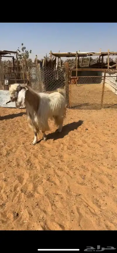 ثلاث فحول تيوس index