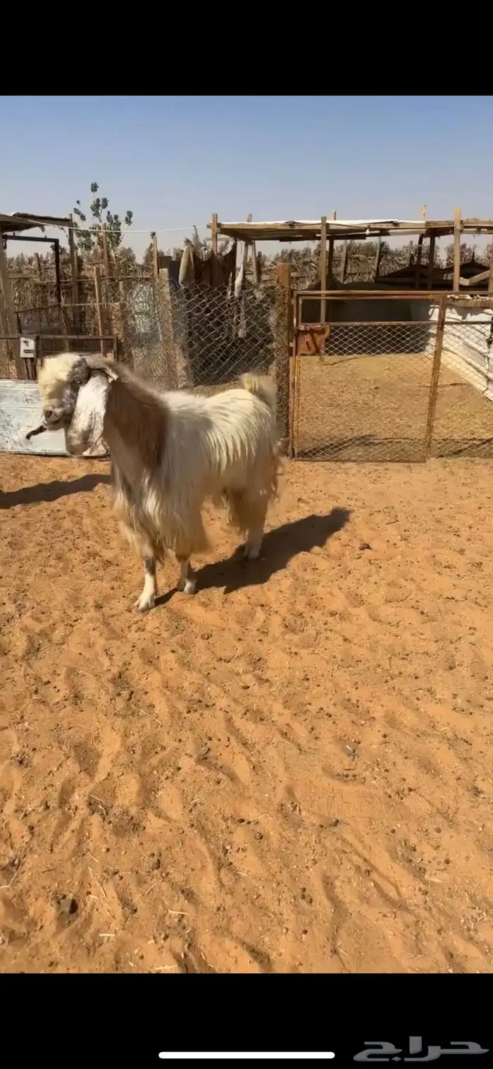 ثلاث فحول تيوس 2