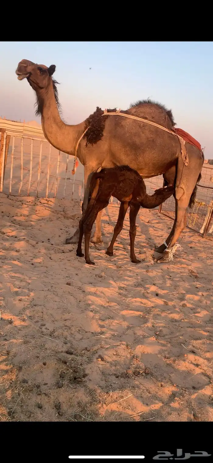 خلفه مجهم ثنو ولدها قعود هديه بالحبل تعبي طاسه 80 شرط 0