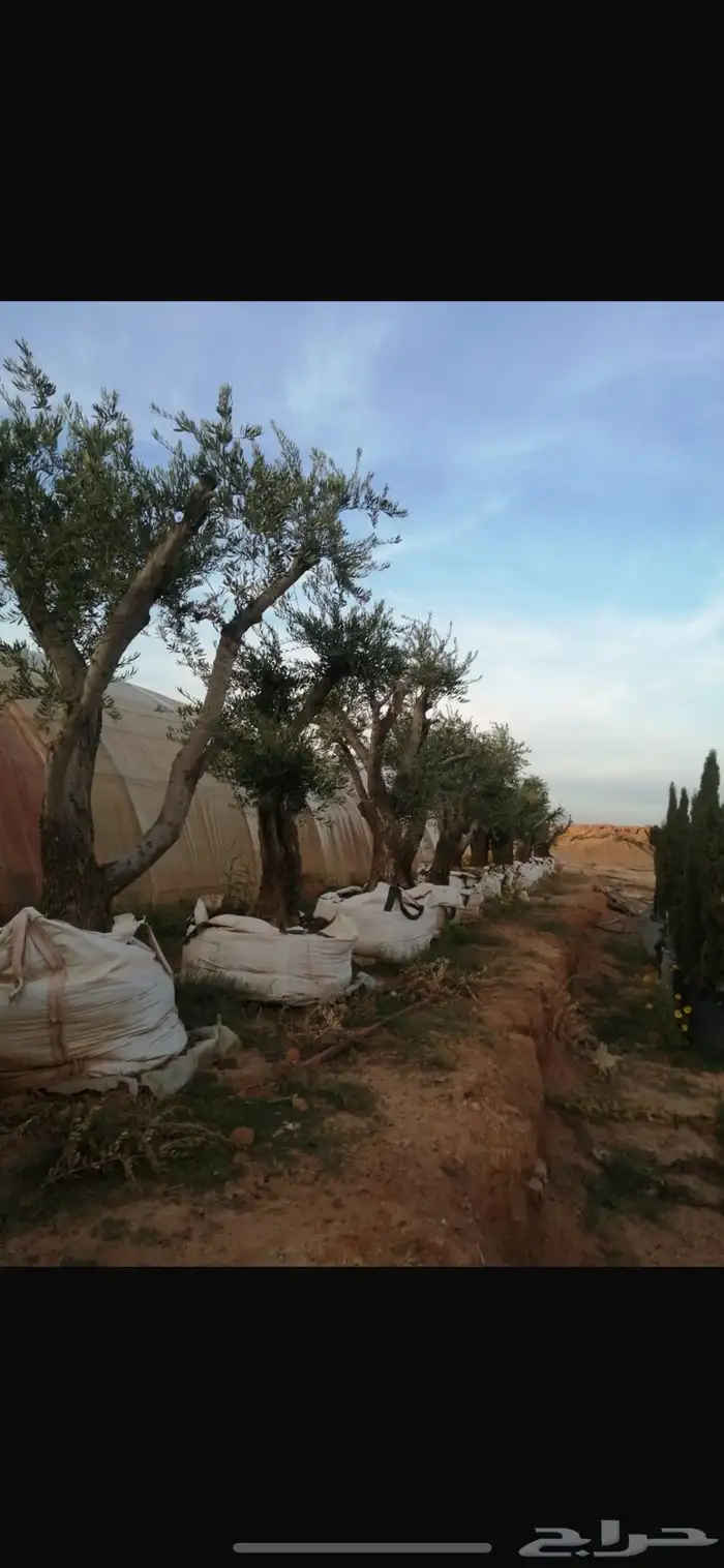 اشجار زيتون مثمرة وشتلات صغيرة 18