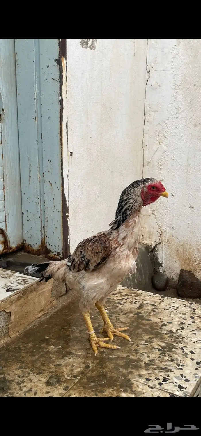 دجاجه شامو 1