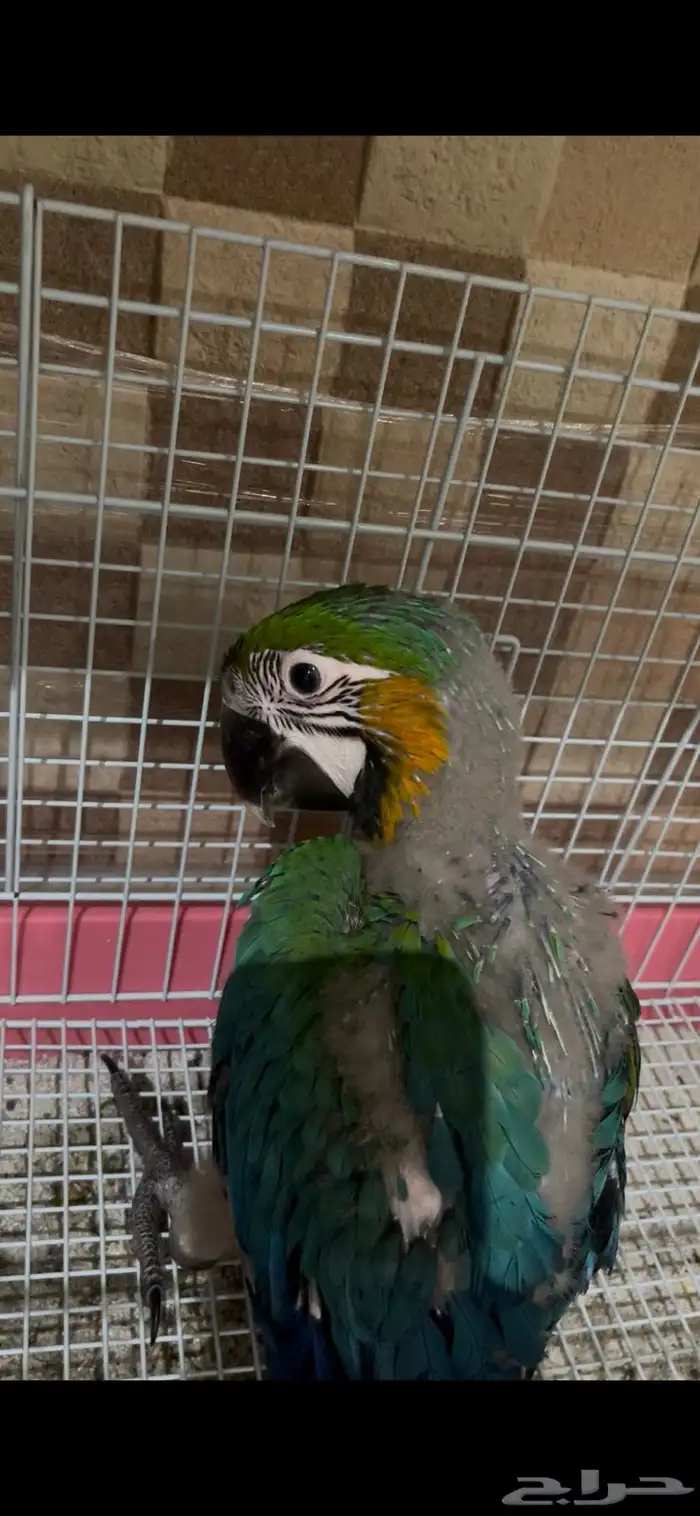 لأهل التمييز والنوادر والهدد فرخ مكاو هارلي قولد 11