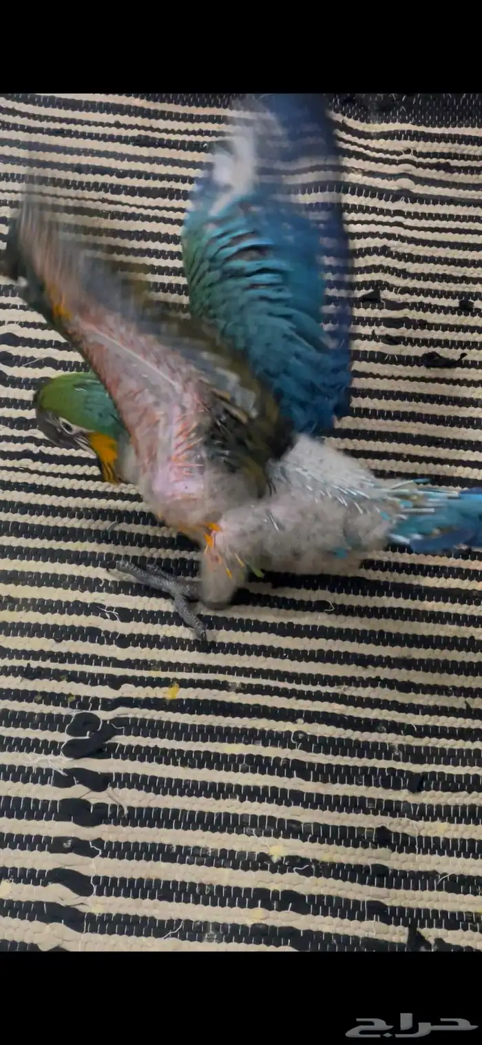 لأهل التمييز والنوادر والهدد فرخ مكاو هارلي قولد 9