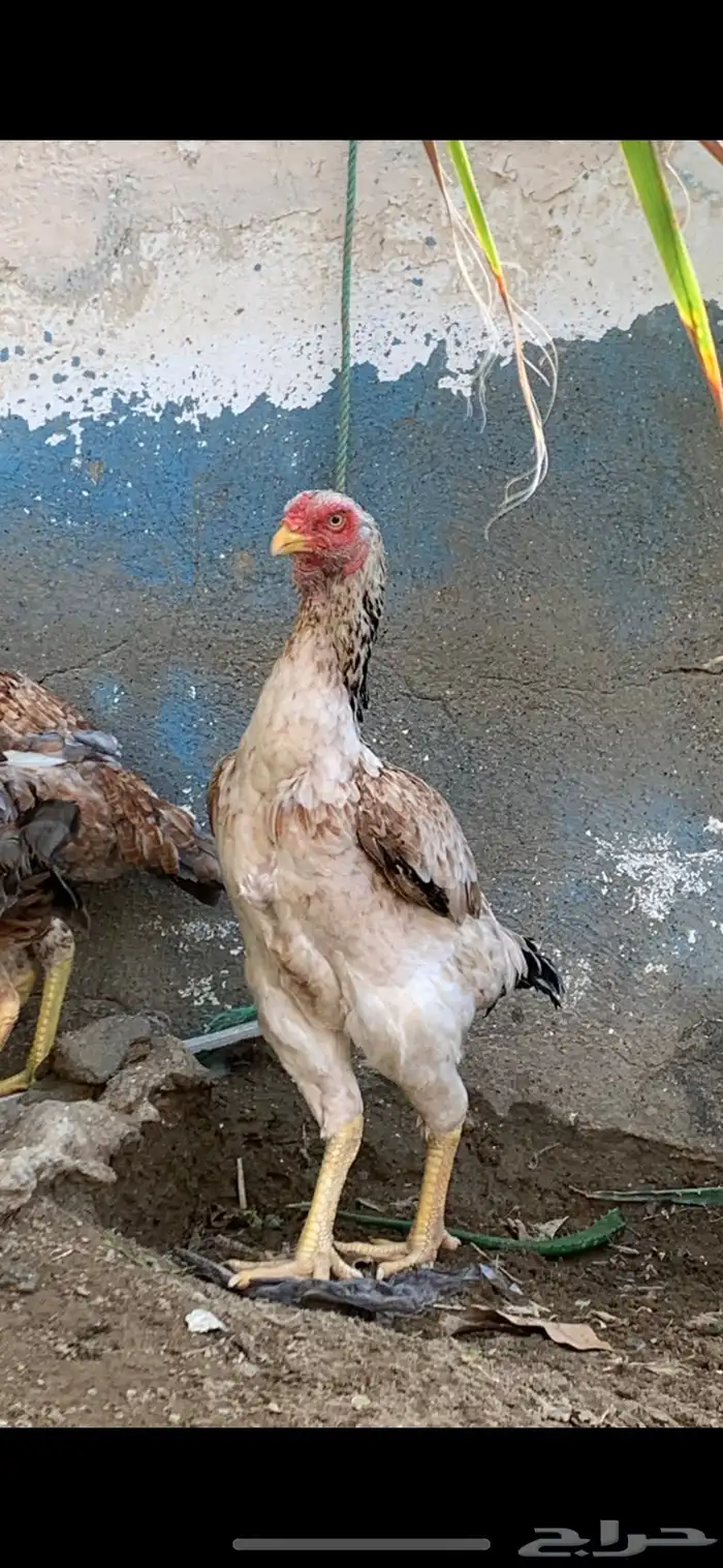 دجاجه شامو 0