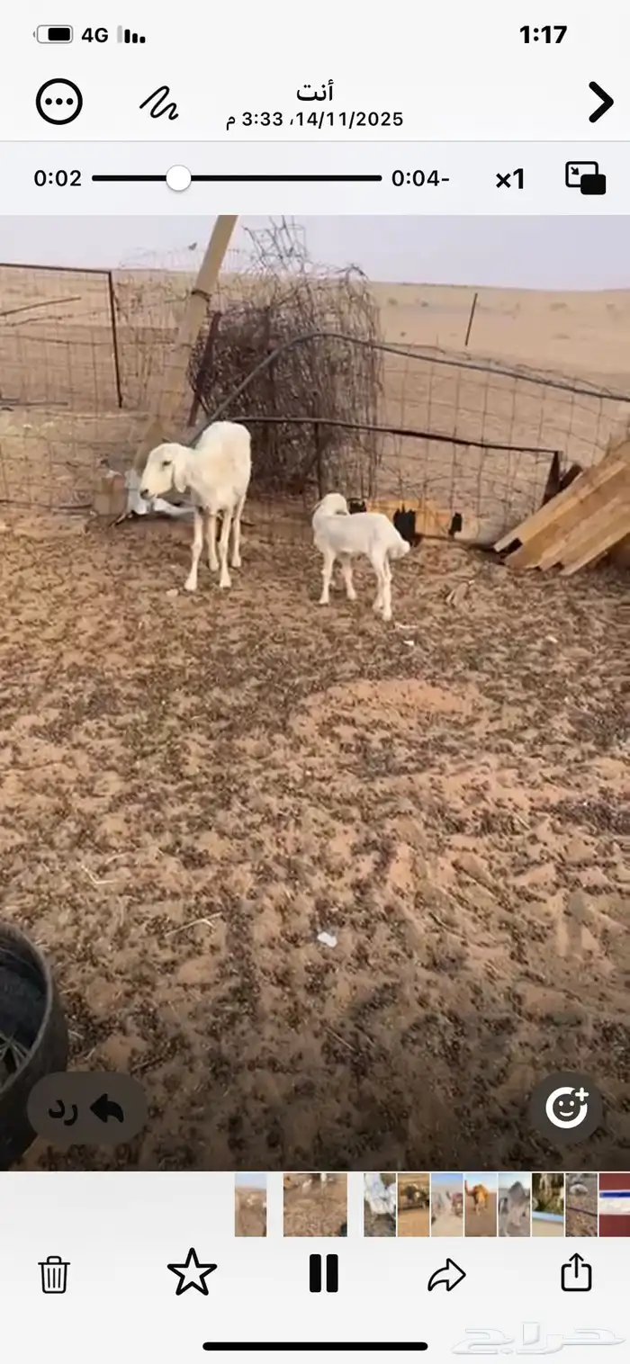 غنم للبيع الموقع الجمش 0