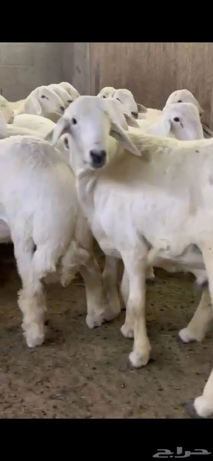 بيع اغنام متوفر تقسيط تابي وتمارا 3
