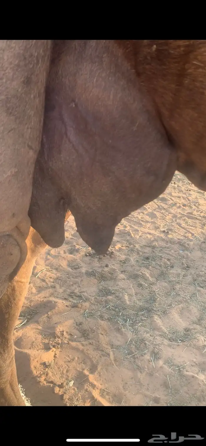 خلفه مجهم ثنو ولدها قعود هديه بالحبل تعبي طاسه 80 شرط 3