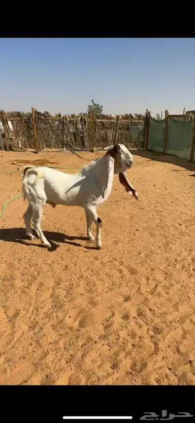 ثلاث فحول تيوس index