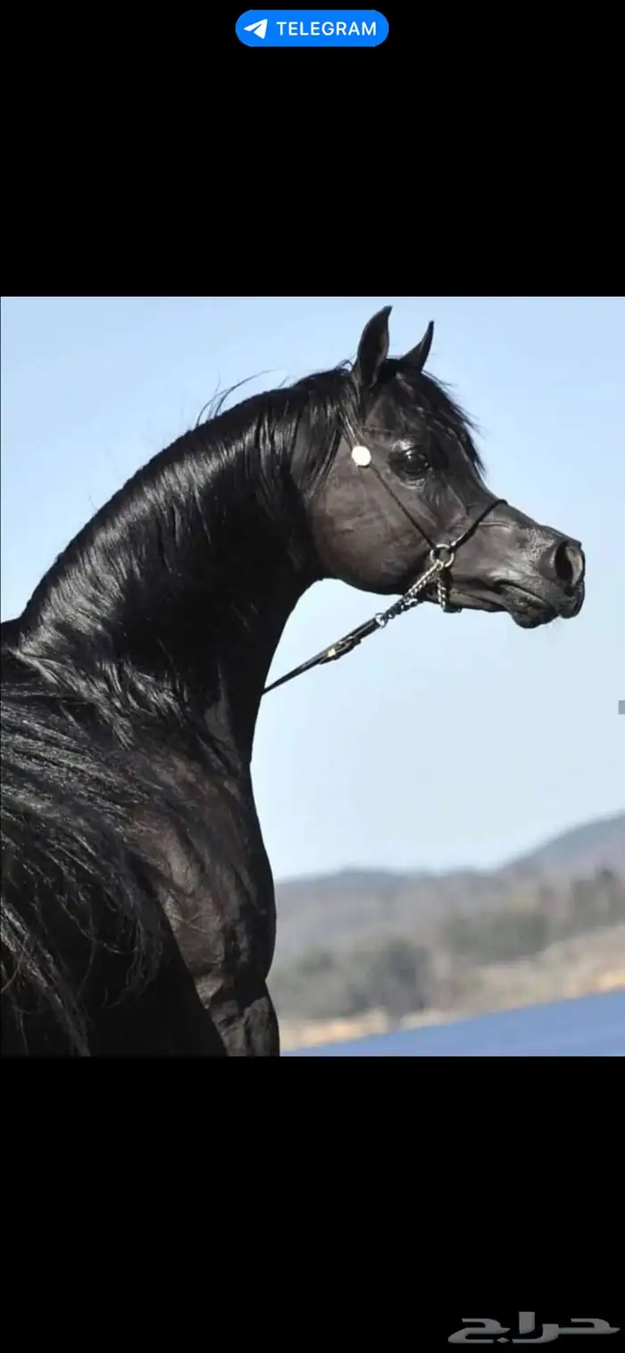 تدريب خيل نسائي خاص100 مع مدربه وايضا يوجد مدرب حسب الاختيار 2