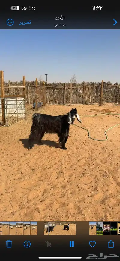 ثلاث فحول تيوس index