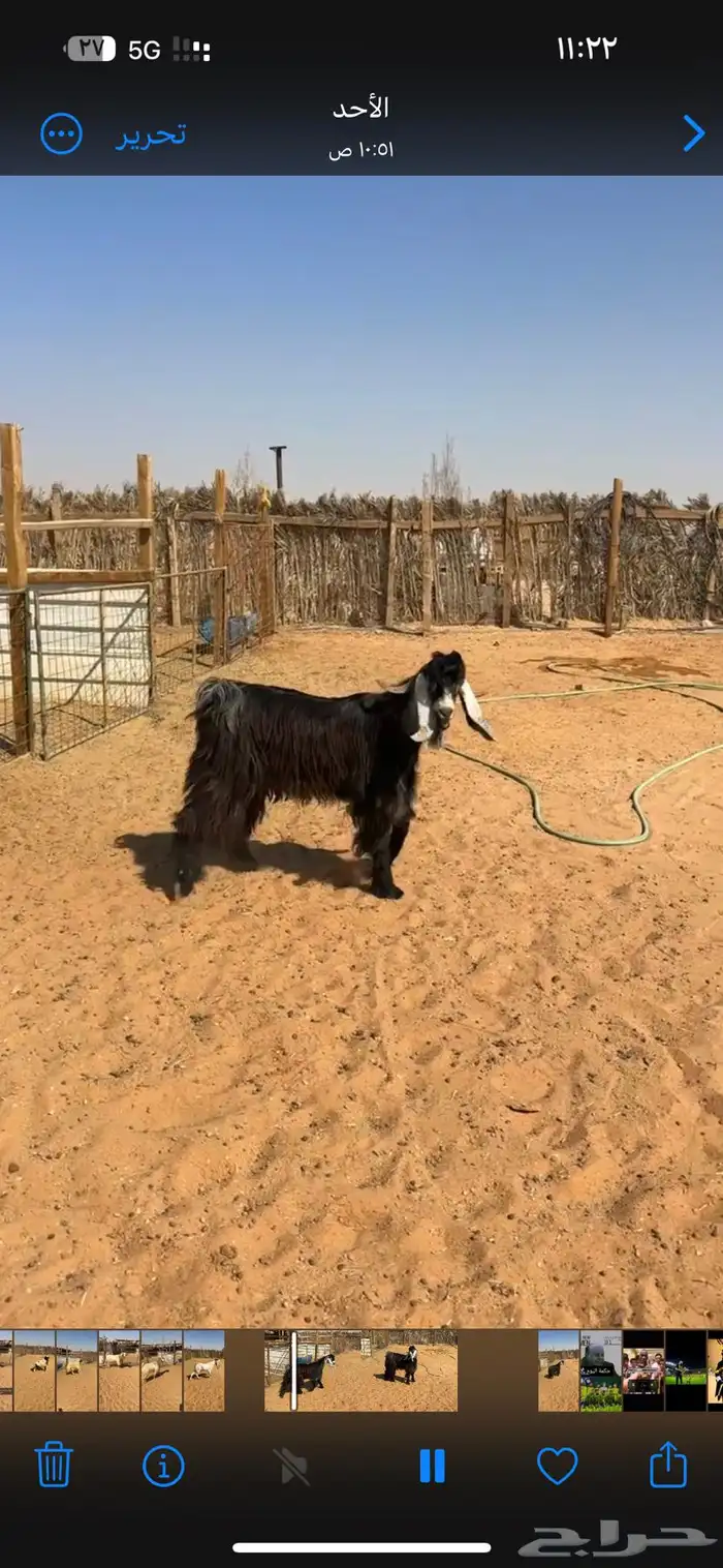 ثلاث فحول تيوس 0