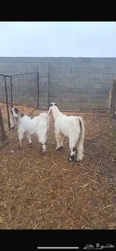 تيوس تيس index