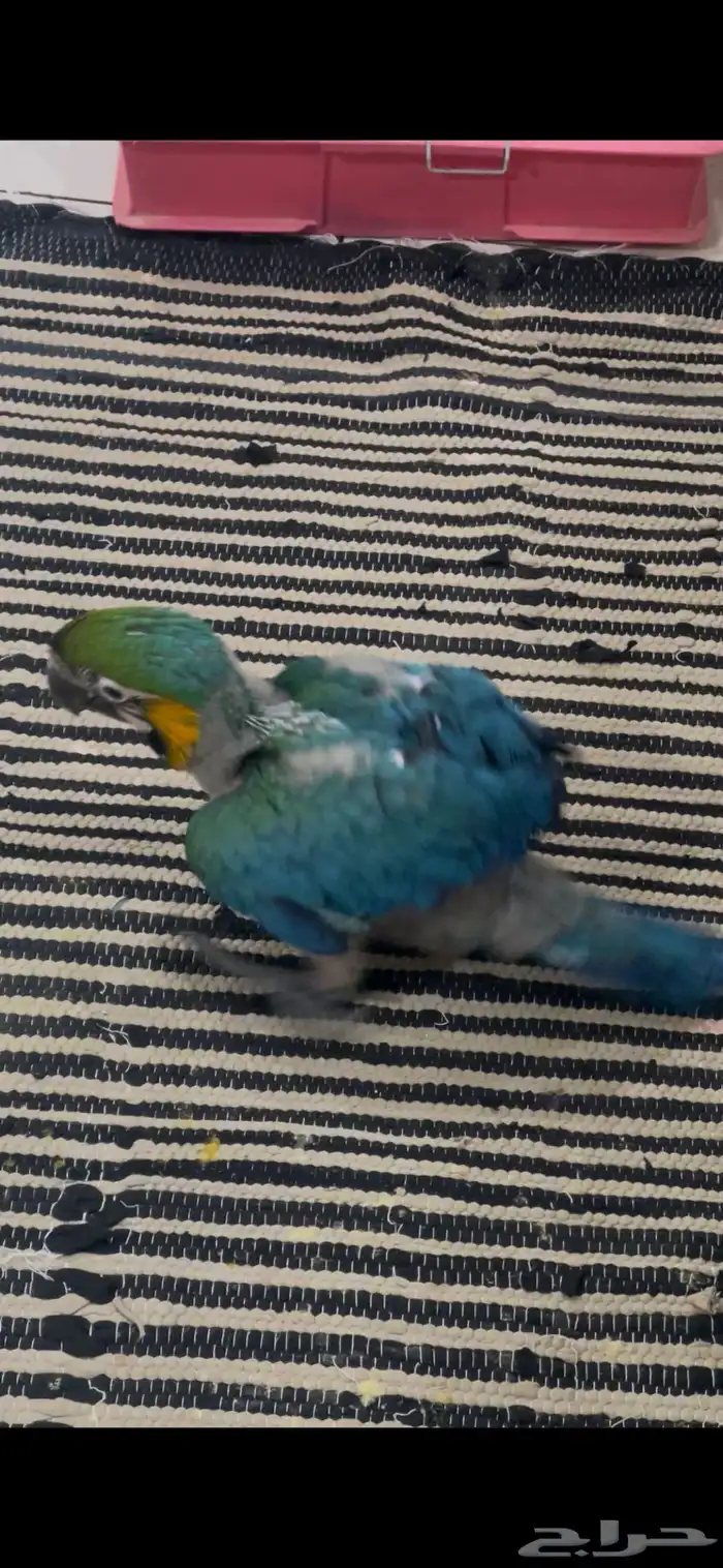 لأهل التمييز والنوادر والهدد فرخ مكاو هارلي قولد 8