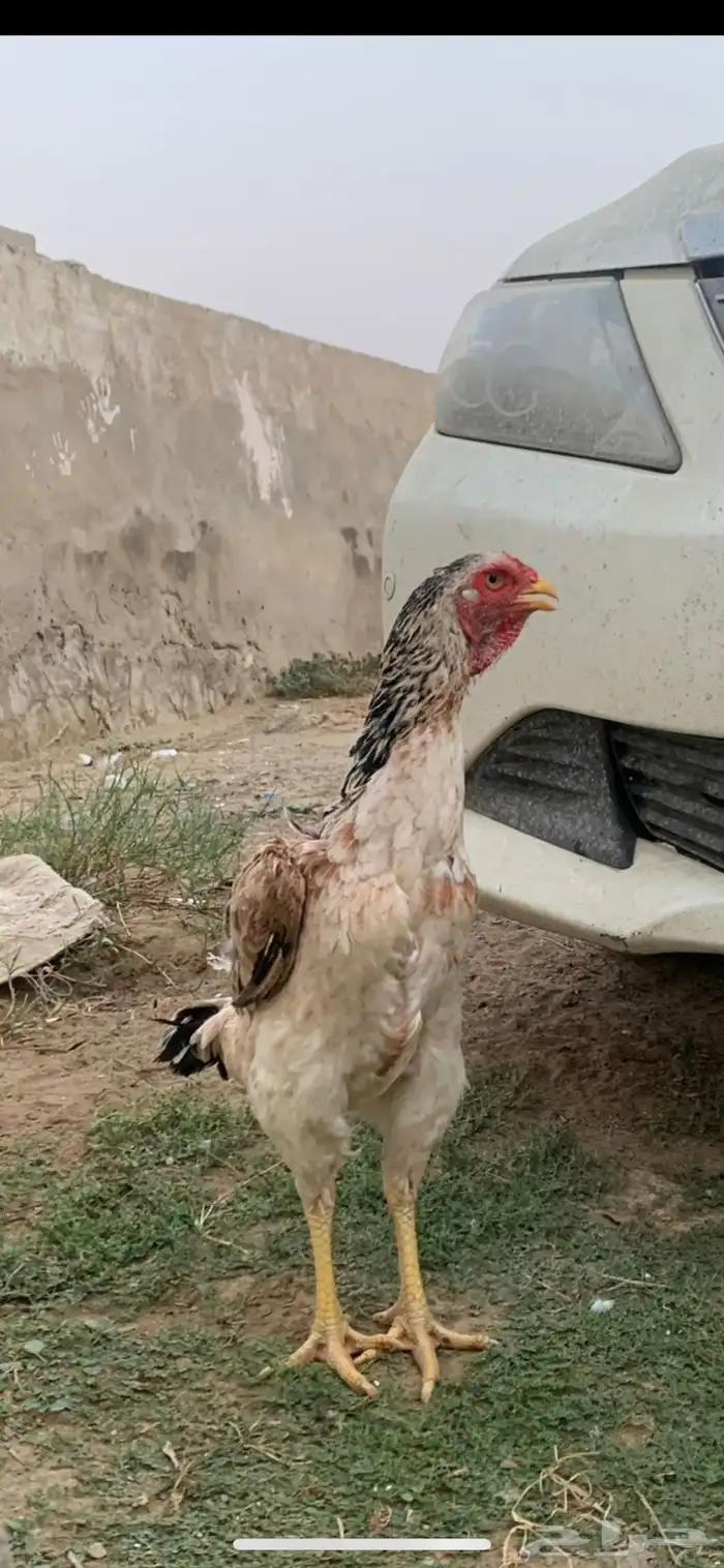 دجاجه شامو 2