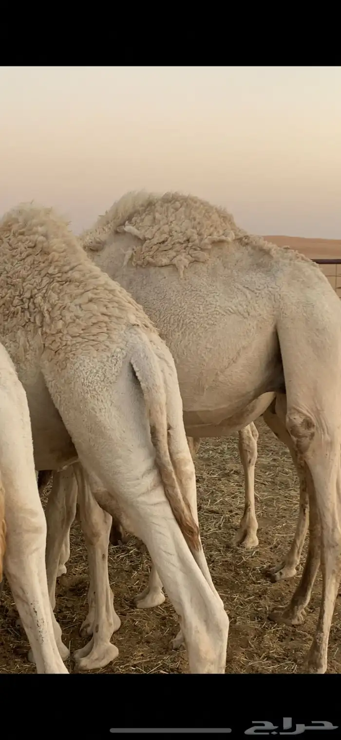 حشو مفريد. 4 0