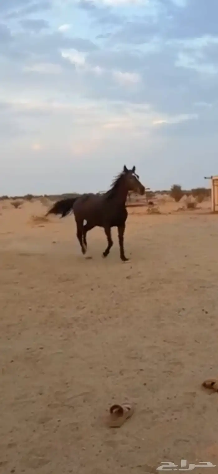 خيل انقليزيه اصيله 0