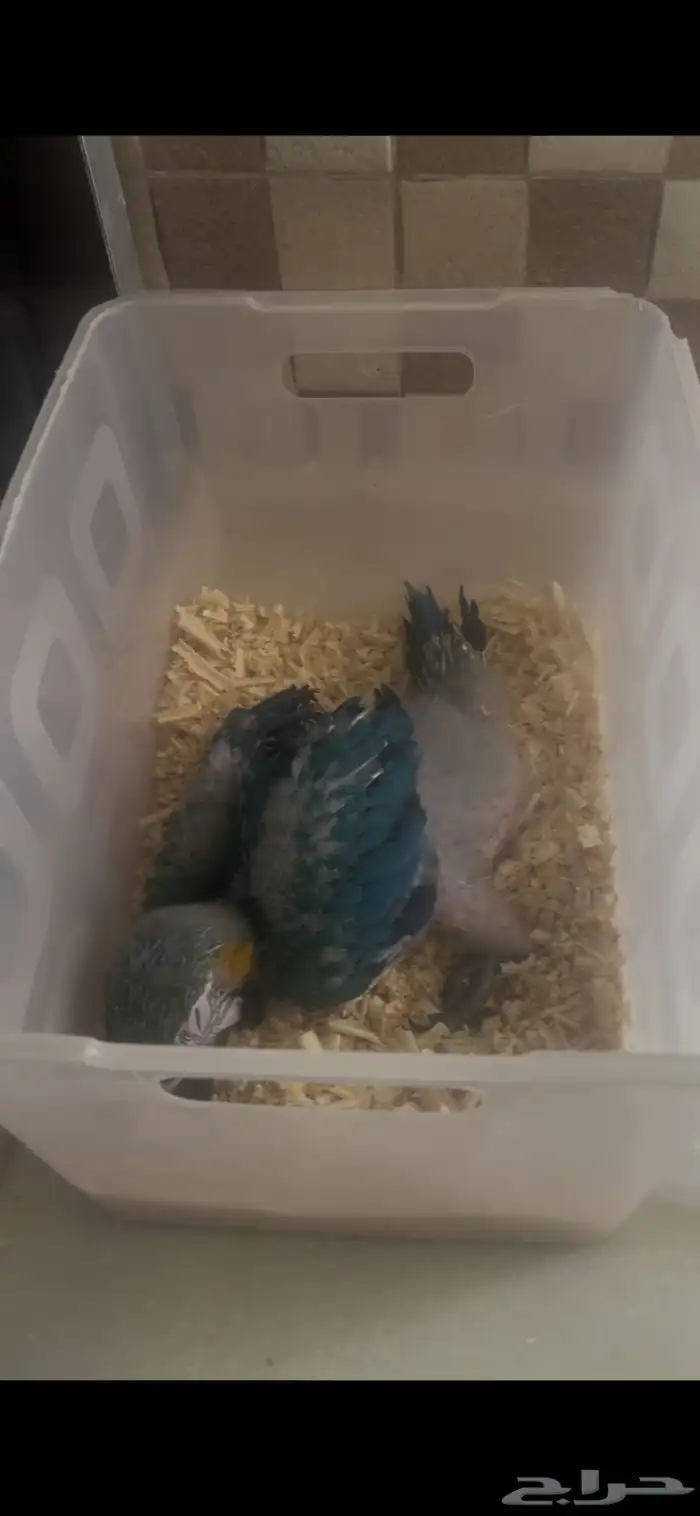 لأهل التمييز والنوادر والهدد فرخ مكاو هارلي قولد 13