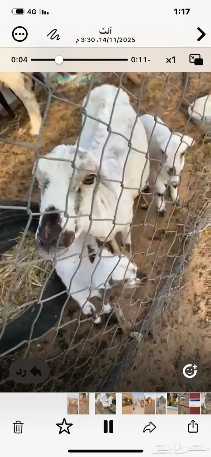 غنم للبيع الموقع الجمش 1