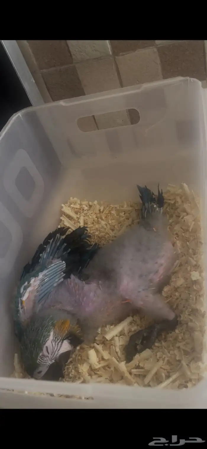 لأهل التمييز والنوادر والهدد فرخ مكاو هارلي قولد 10