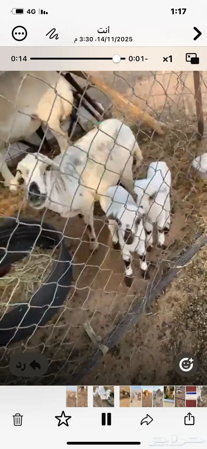 غنم للبيع الموقع الجمش 2