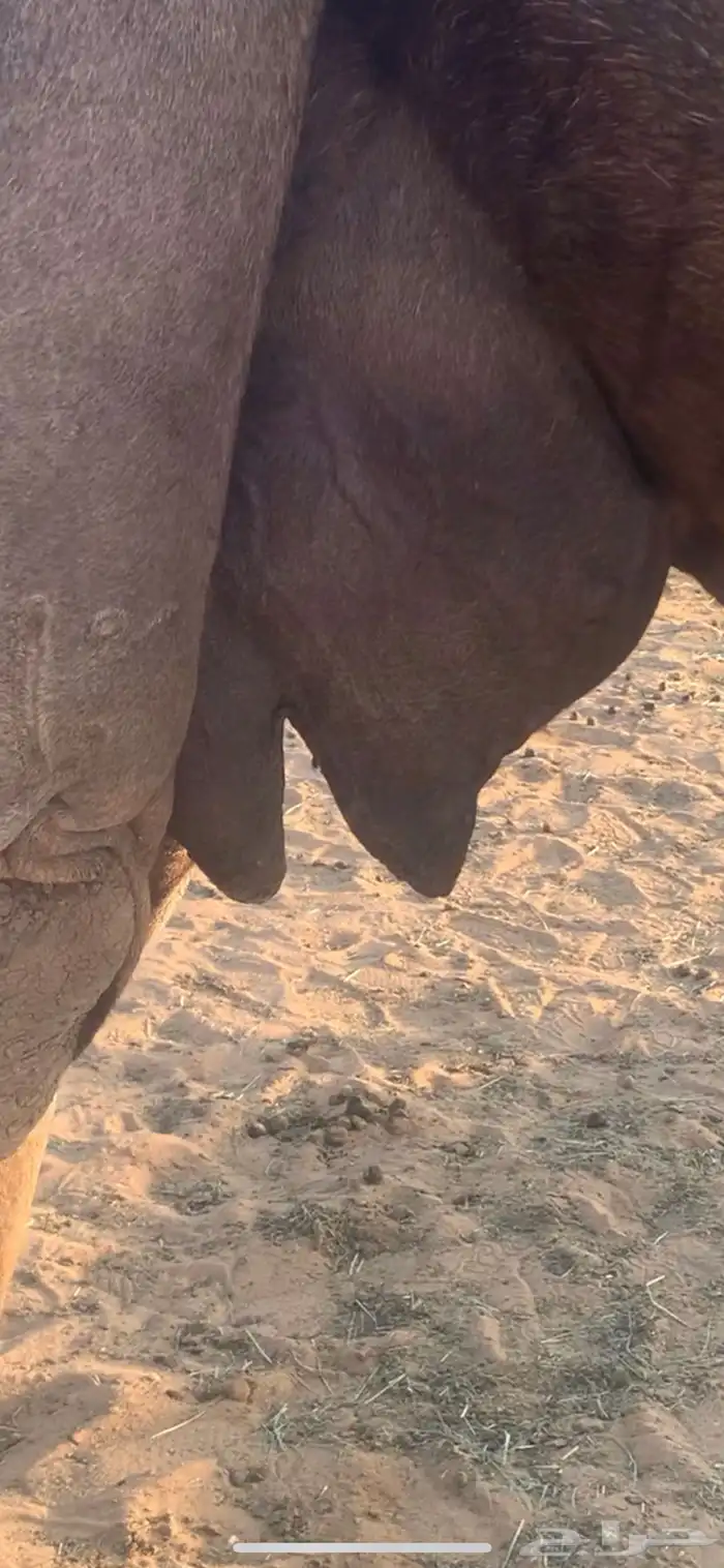 خلفه مجهم ثنو ولدها قعود هديه بالحبل تعبي طاسه 80 شرط 1