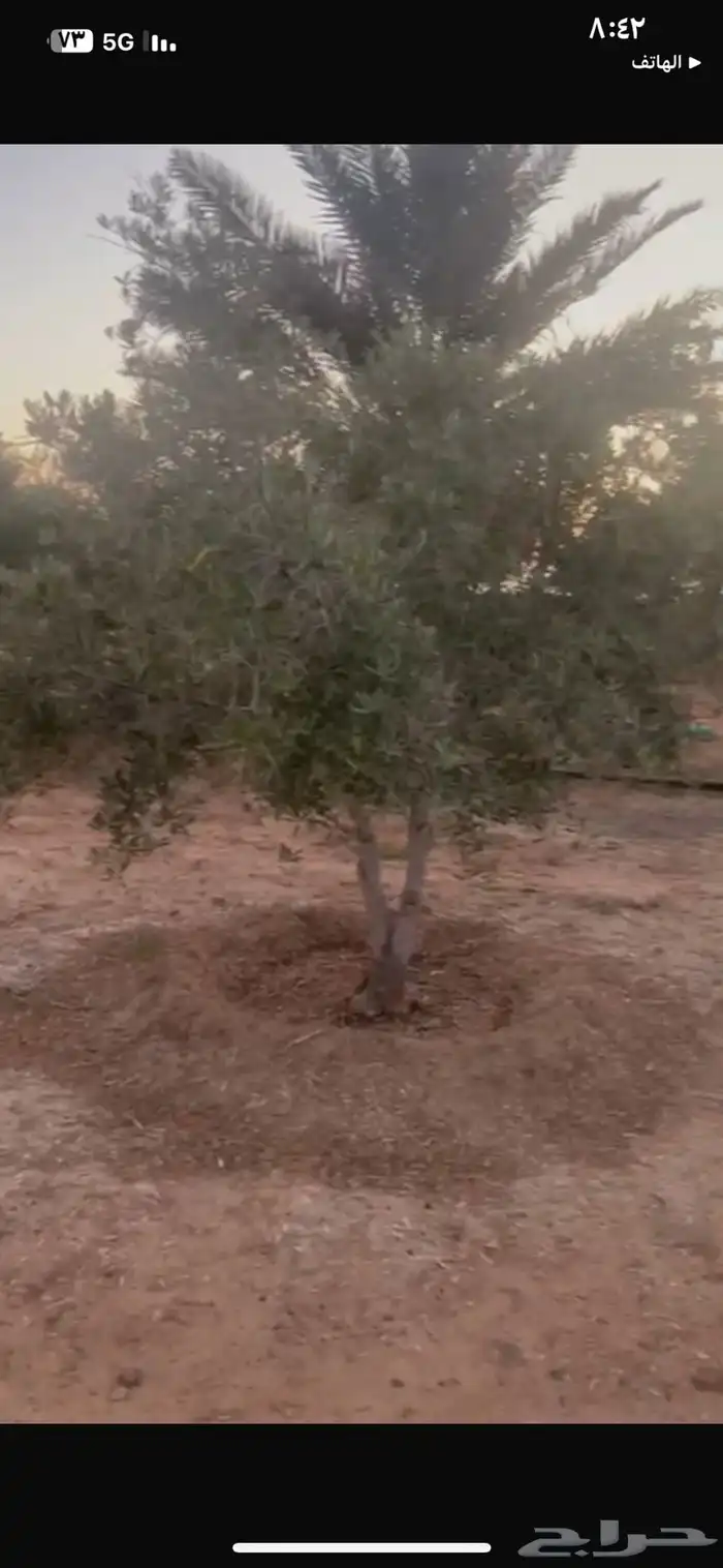 اشجار زيتون مثمرة وشتلات صغيرة 23