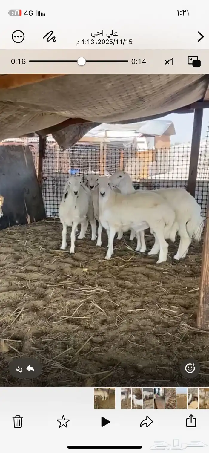 اربعه طليان طيبه اعمارهم فوق 6شهور 1