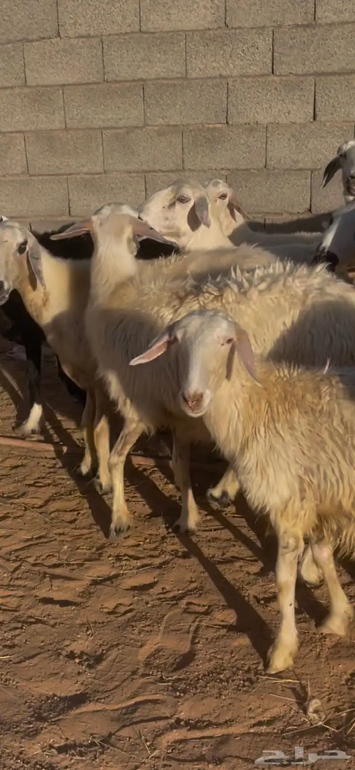 ضان بلديات دفيع كفو مراح 0