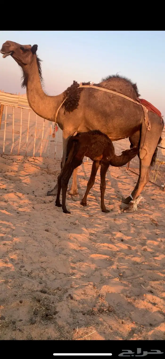 خلفه مجهم ثنو ولدها قعود هديه بالحبل تعبي طاسه 80 شرط 2