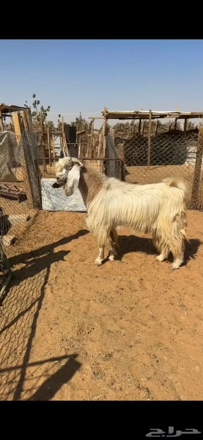 ثلاث فحول تيوس 3