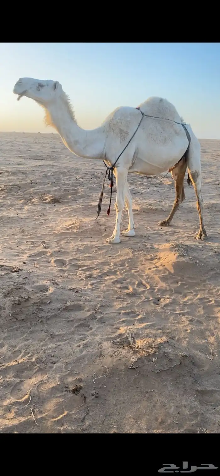 لقحه ثنو كفو 0