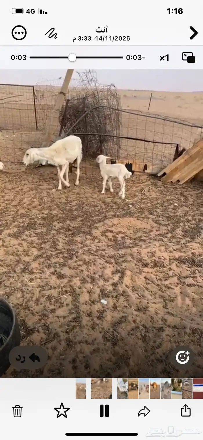 غنم للبيع الموقع الجمش 3