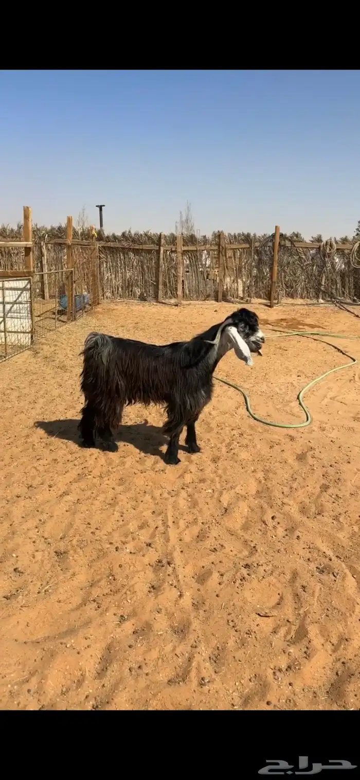 ثلاث فحول تيوس 1