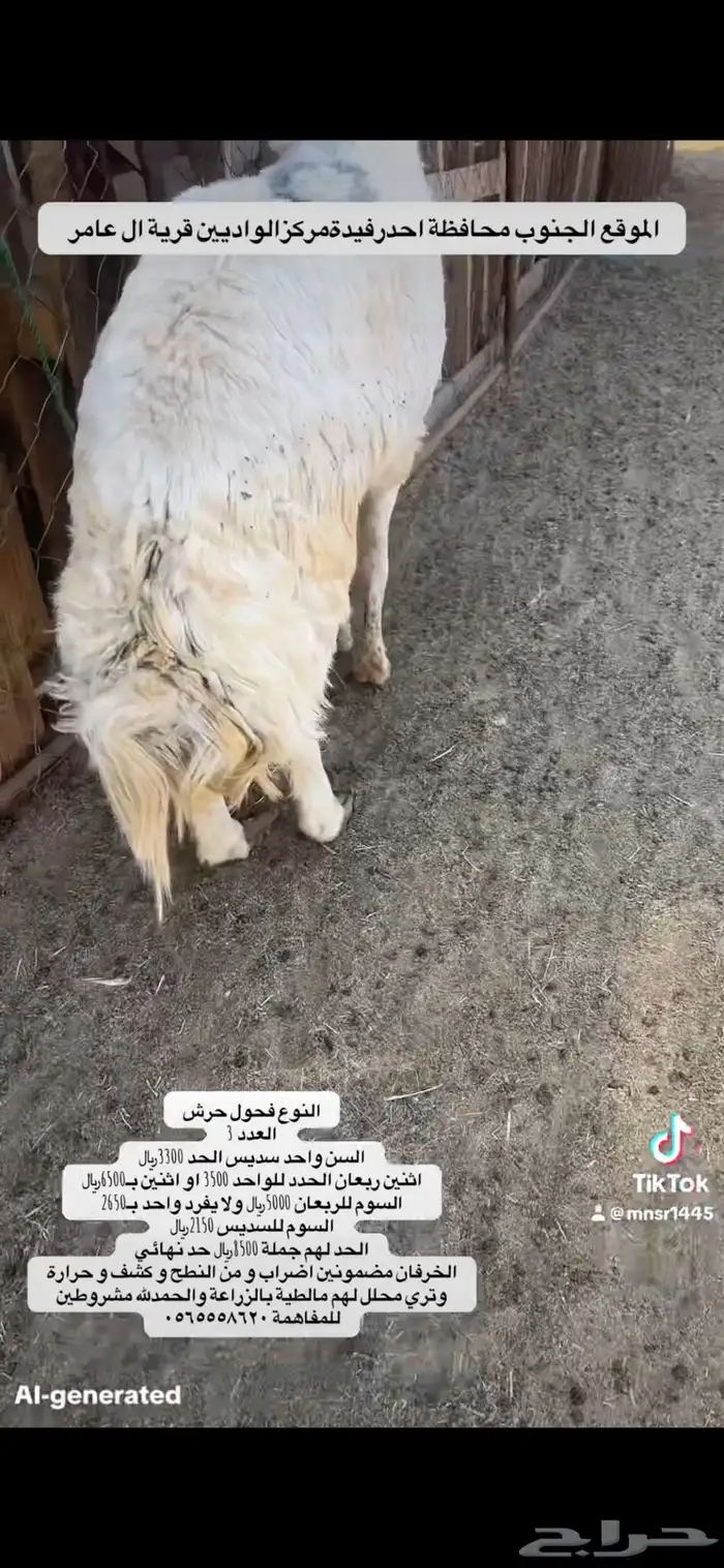 فحل رباع احرش 0